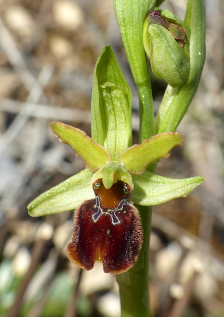 Ophrys precoci nellAbruzzo sud orientale 2022